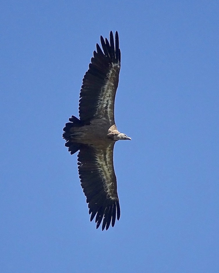 Griffon vulture